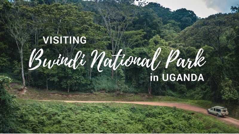 Bwindi Impenetrable Forest